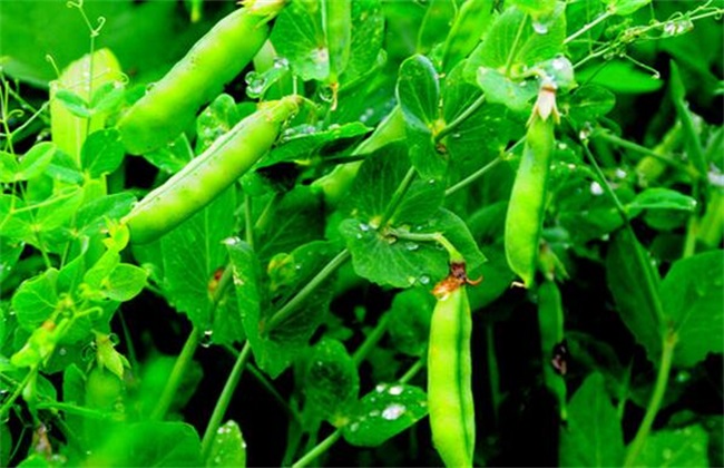 豌豆 方法 种植