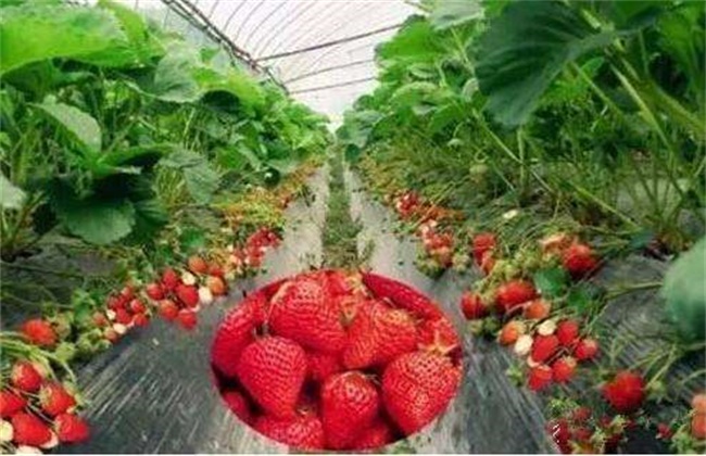 草莓种植不甜的原因