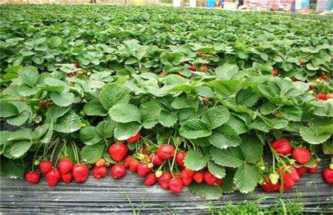 草莓种植不甜的原因