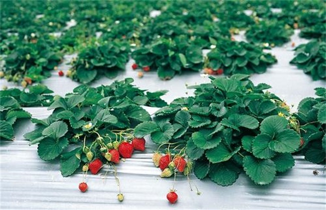 草莓着色不佳的原因和解决方法