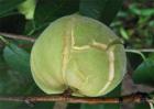 桃子裂果的原因及预防措施