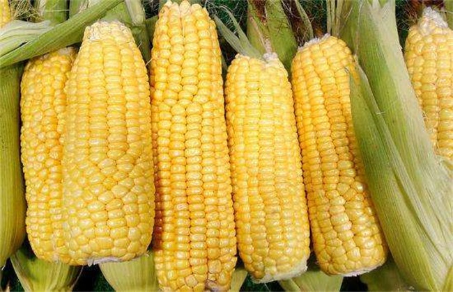 玉米 原因 分叉