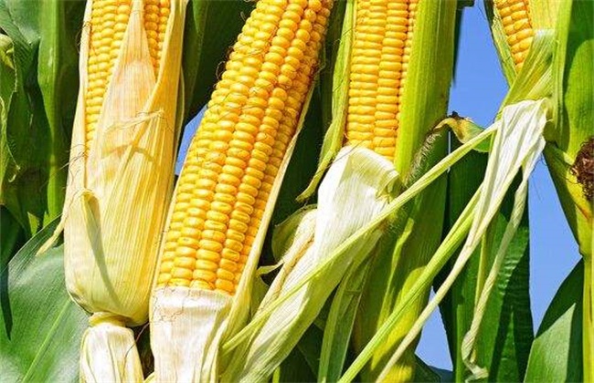 玉米 原因 分叉