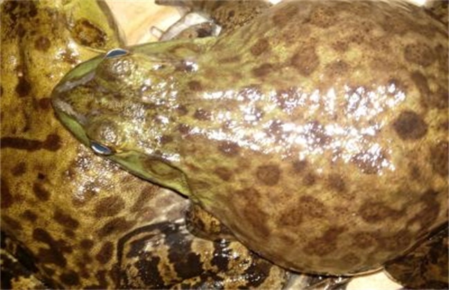 感染牛蛙寄生虫的症状图片