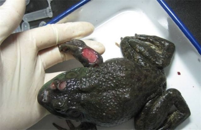 牛蛙常见病害及防治方法