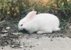 兔子养殖方向