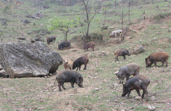 野猪养殖模式