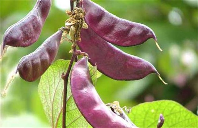 扁豆高产种植技术