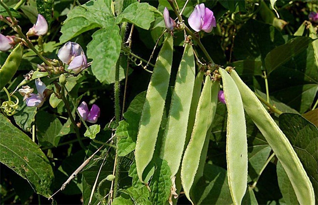 扁豆高产种植技术