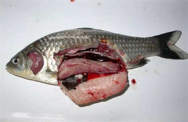 鲫鱼的常见病害防治方法