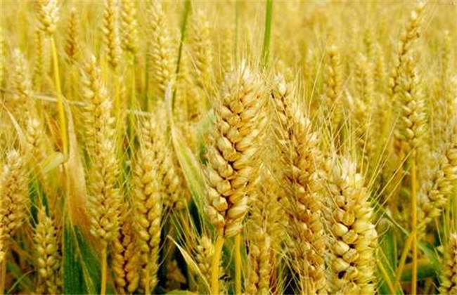 小麦的种植前景分析
