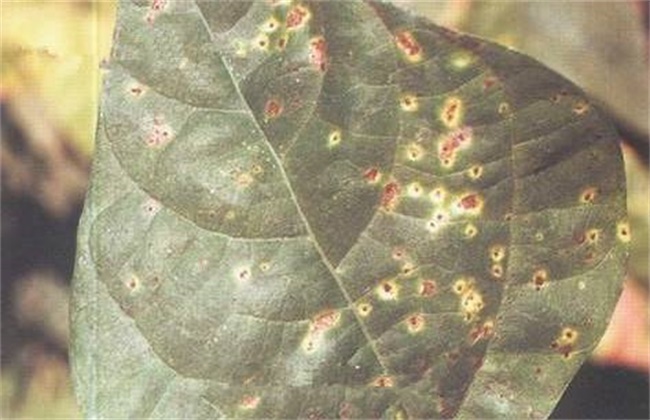 扁豆常见病虫害防治方法