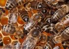 蜜蜂养殖中常见的几大误区