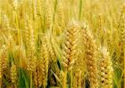 小麦的种植前景分析