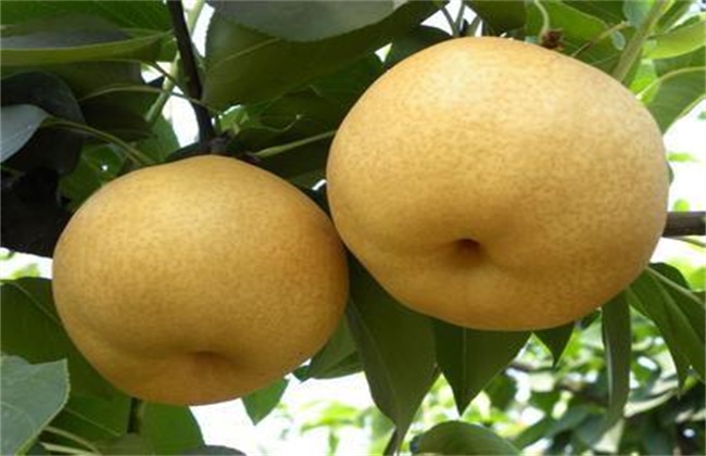 梨的高产种植技术
