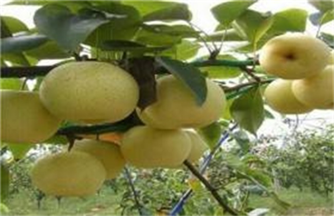 梨的高产种植技术