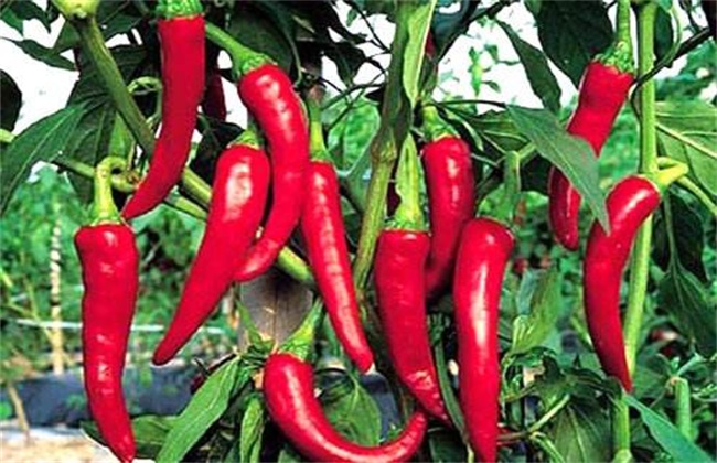 辣椒的种植前景如何