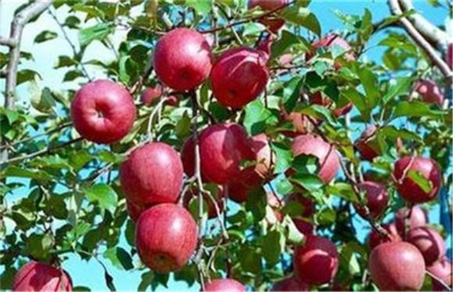 苹果高产种植技术