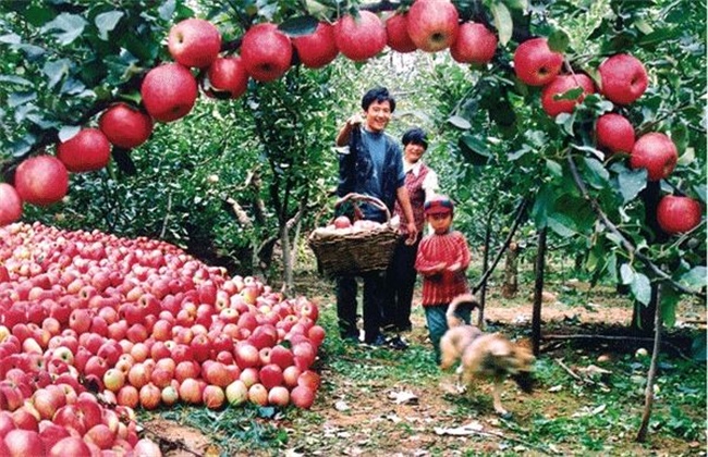 苹果种植环境要求