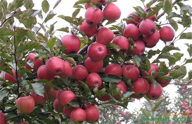 苹果种植环境要求