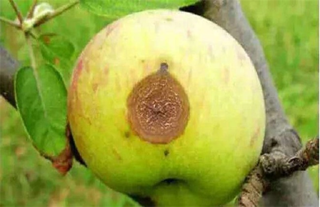 苹果常见病虫害防治方法