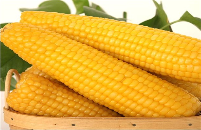 玉米 原因 多穗