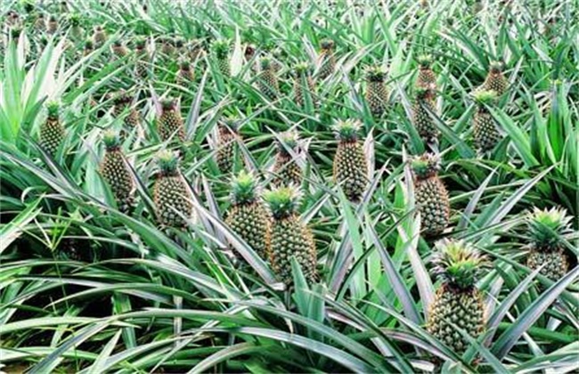 菠萝的高产种植技术