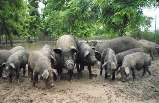 家庭农场养猪有什么优势