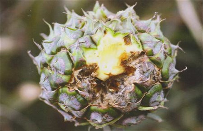 菠萝常见病虫害防治方法