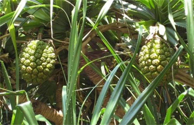 菠萝常见病虫害防治方法