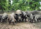家庭农场养猪有什么优势
