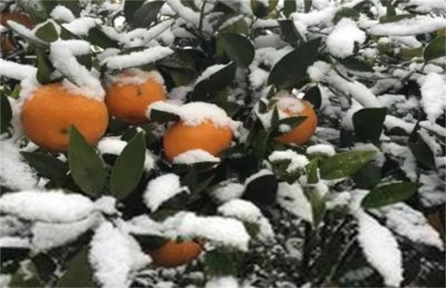柑橘冬季防冻方法