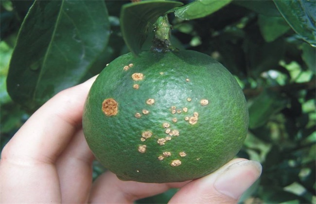 柑橘的常见病虫害防治方法