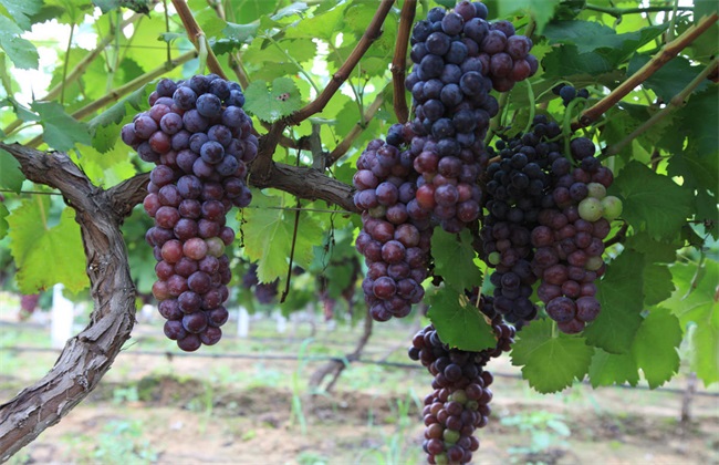 2018葡萄的种植前景分析