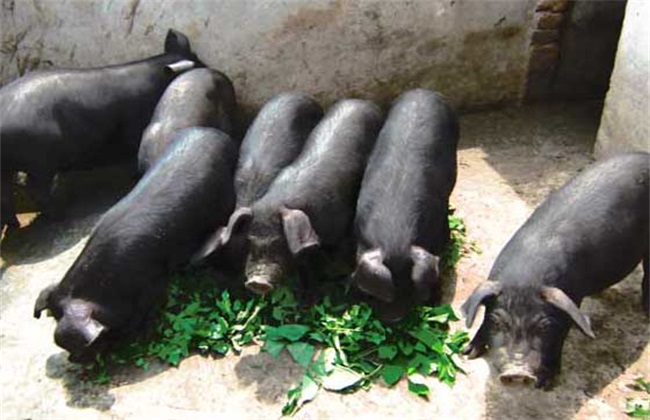 黑猪的养殖成本及利润分析