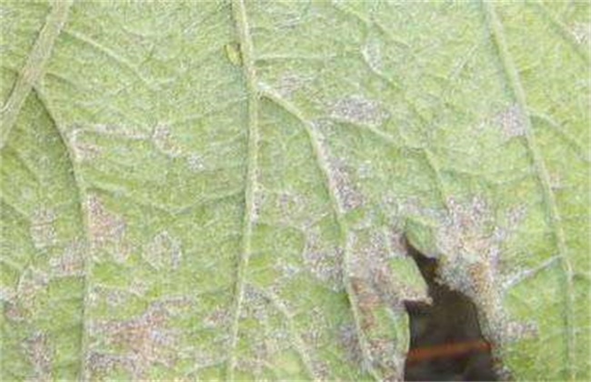 大豆常见病虫害防治方法