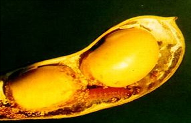 大豆常见病虫害防治方法