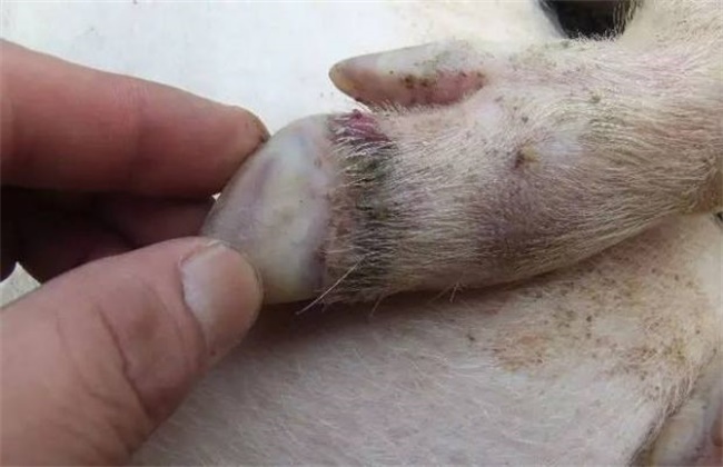 猪的常见疾病防治方法