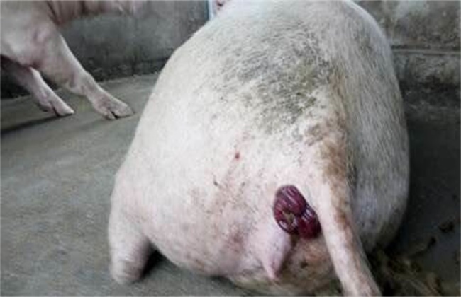 猪脱肛的原因及防治措施
