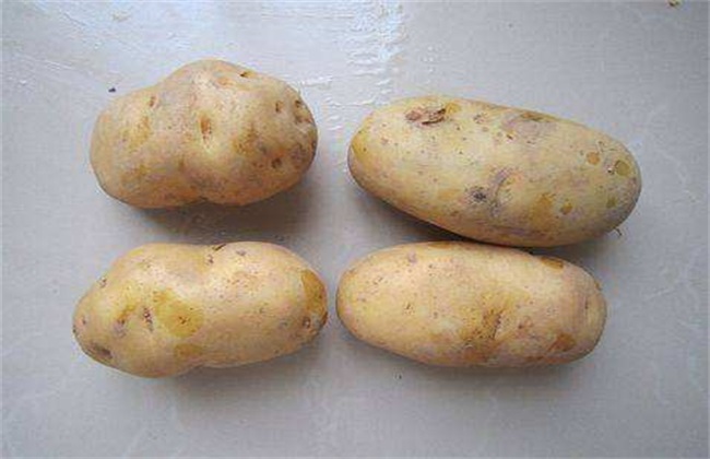 高产  ， 土豆，条件