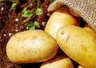 土豆怎样才能高产