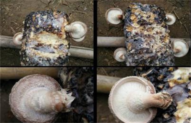 香菇畸形的原因及防治措施