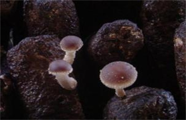 香菇常见病虫害防治方法