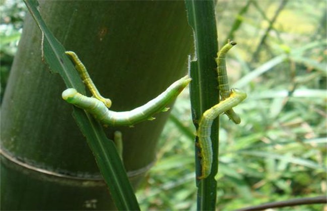 竹笋常见病虫害防治方法