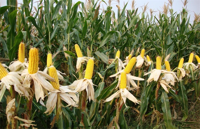 玉米 管理 高产