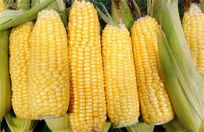 玉米高产的田间管理