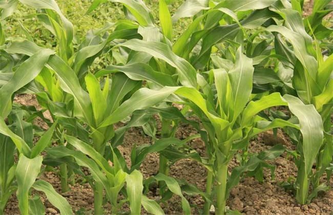 玉米施肥的方法与注意事项