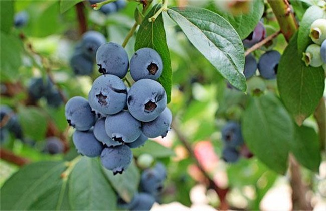 蓝莓 防治 常见病害