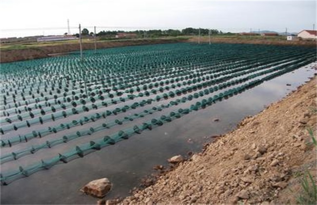 海参虾池养殖模式