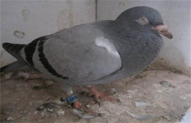 鸽子常见疾病防治方法